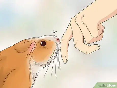 Image intitulée Tame Your Guinea Pig Step 7