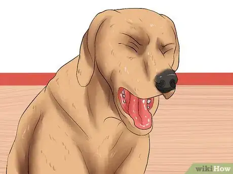 Image intitulée Diagnose Heartworms in Dogs Step 1