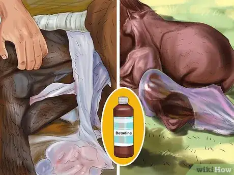 Image intitulée Care for Newborn Horses Step 4
