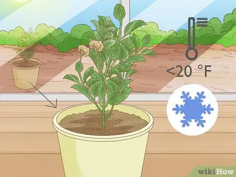 Image intitulée Grow Lantana Plants Step 14