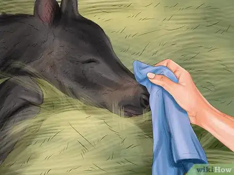 Image intitulée Care for Newborn Horses Step 3