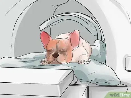 Image intitulée Diagnose Breathing Problems in French Bulldogs Step 7