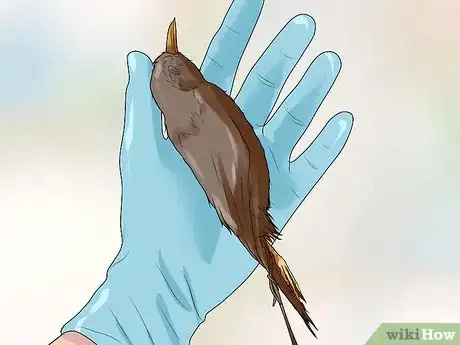 Image intitulée Make a Dichotomous Key Step 2
