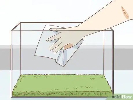 Image intitulée Care for Green Tree Frogs Step 20