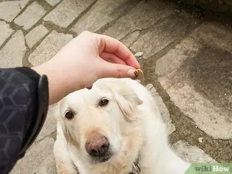 Image intitulée Teach Your Dog Tricks Step 16