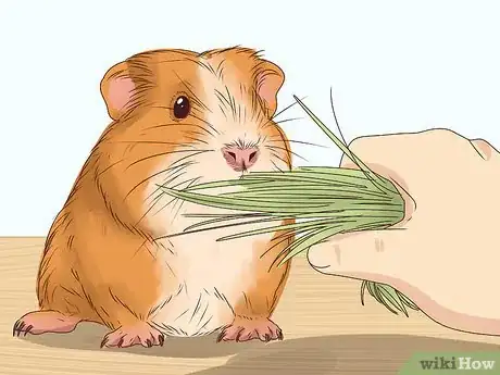 Image intitulée Tame Your Guinea Pig Step 4