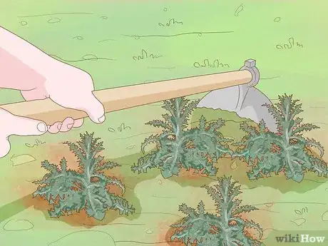 Image intitulée Grow Sweet Corn Step 4