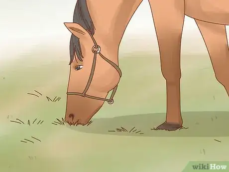 Image intitulée Fatten up a Horse Step 10