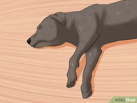 Image intitulée Diagnose Heartworms in Dogs Step 4