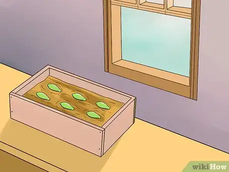 Image intitulée Propagate Succulents from Leaves Step 7