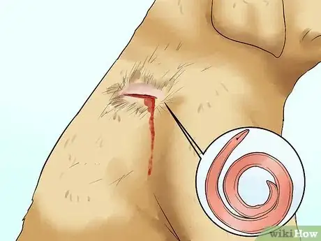 Image intitulée Diagnose Hookworms in Dogs Step 12