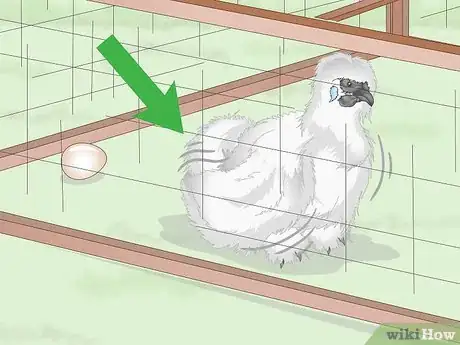 Image intitulée Care For Silkie Chickens Step 21