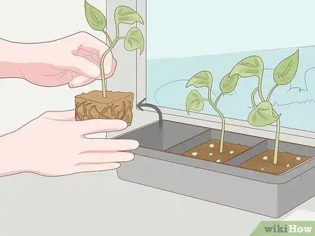Image intitulée Grow Philodendron from Cuttings Step 18