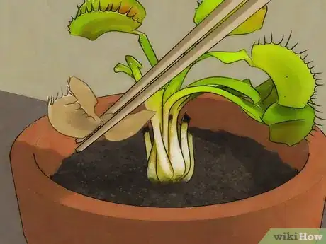 Image intitulée Choose a Venus Flytrap Step 10