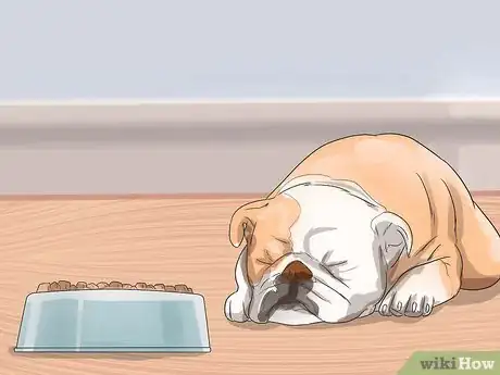 Image intitulée Diagnose Respiratory Problems in Bulldogs Step 4