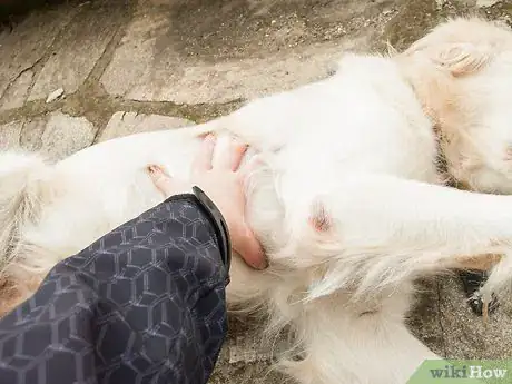 Image intitulée Teach Your Dog Tricks Step 17
