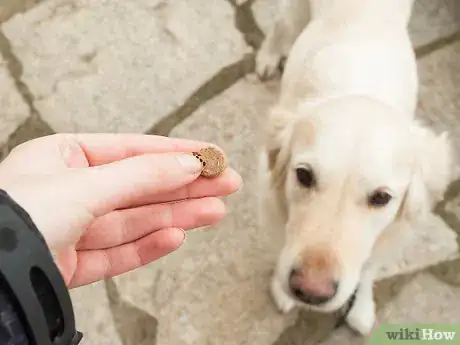 Image intitulée Teach Your Dog Tricks Step 14