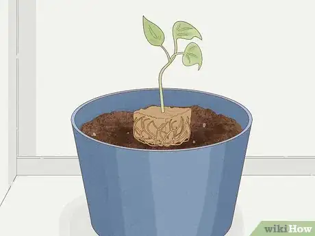 Image intitulée Grow Philodendron from Cuttings Step 19