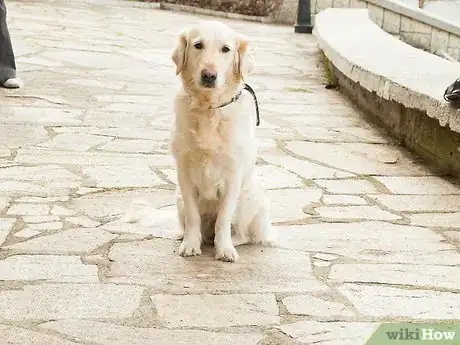 Image intitulée Teach Your Dog Tricks Step 25