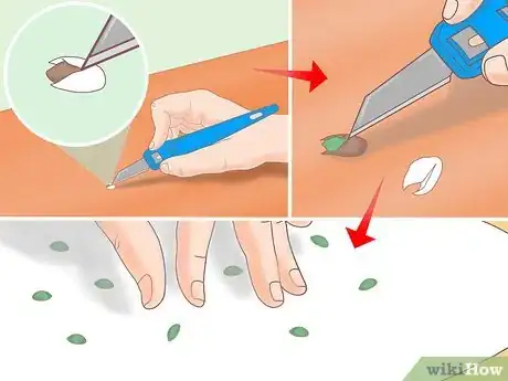 Image intitulée Plant a Lemon Seed Step 19