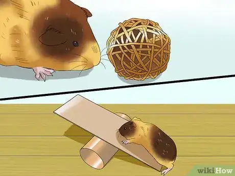 Image intitulée Play with a Guinea Pig Step 3