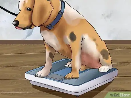 Image intitulée Manage and Treat Hip Dysplasia in Dogs Step 2