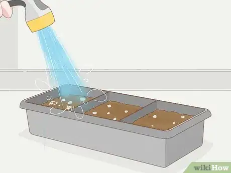 Image intitulée Grow Philodendron from Cuttings Step 9