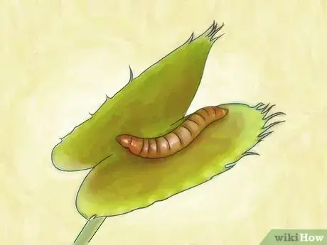 Image intitulée Choose a Venus Flytrap Step 11