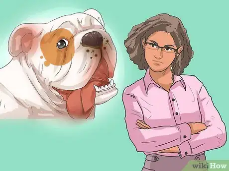 Image intitulée Diagnose Respiratory Problems in Bulldogs Step 6