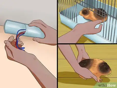 Image intitulée Play with a Guinea Pig Step 2