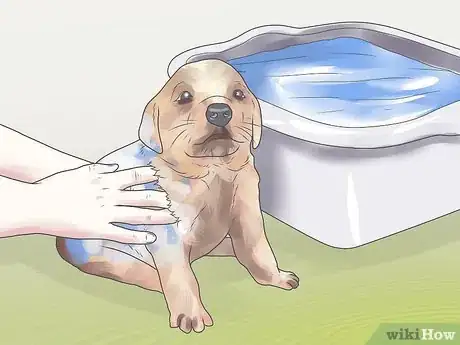 Image intitulée Get Rid of Fleas on a Puppy Too Young for Normal Medication Step 2