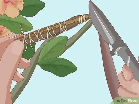Image intitulée Plant Desert Rose Seeds Step 3
