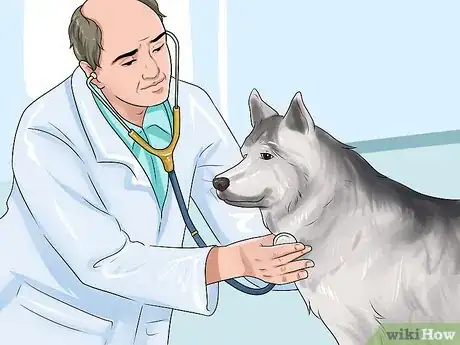 Image intitulée Know if a Pregnant Dog Has Reabsorbed the Fetus Step 5