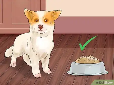 Image intitulée Feed Puppies Step 4