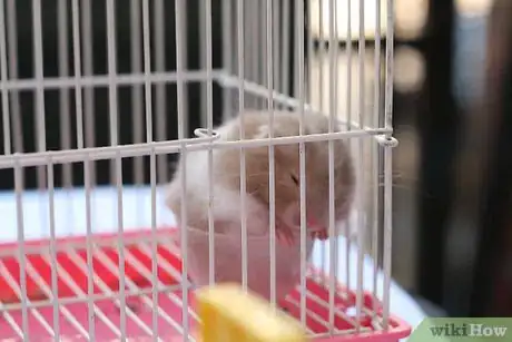 Image intitulée Care for a Hamster Step 18