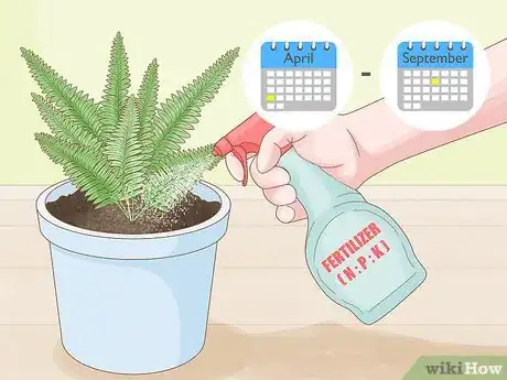 Image intitulée Care for Ferns Step 6
