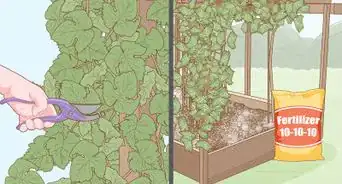 faire pousser des vignes à partir de graines