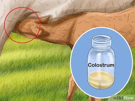 Image intitulée Care for Newborn Horses Step 6
