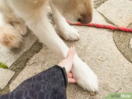 Image intitulée Teach Your Dog Tricks Step 11