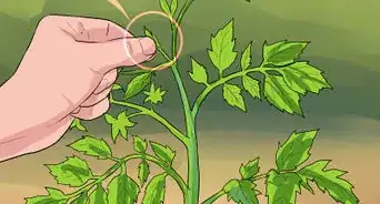 tailler un pied de tomate
