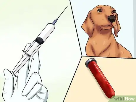 Image intitulée Diagnose Heartworms in Dogs Step 7