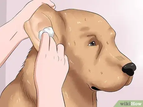 Image intitulée Bathe a Dog and Keep It Calm Step 14