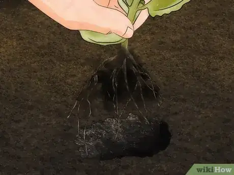 Image intitulée Grow Oregano Step 8