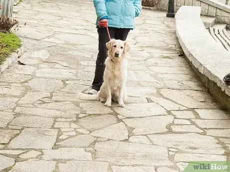 Image intitulée Teach Your Dog Tricks Step 21