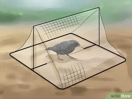 Image intitulée Get Rid of Starlings Step 16