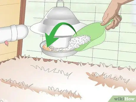 Image intitulée Care For Silkie Chickens Step 12