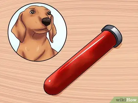 Image intitulée Diagnose Heartworms in Dogs Step 8