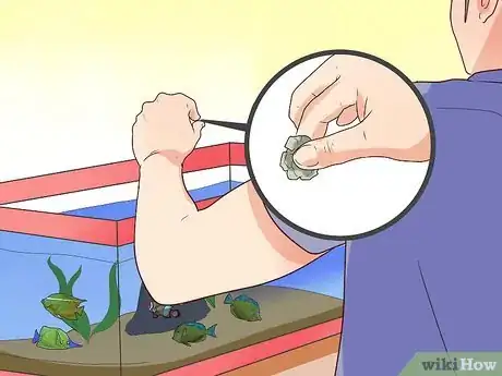 Image intitulée Make Your Fish Live Longer Step 14