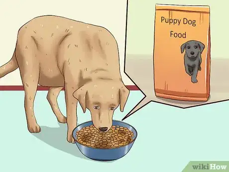 Image intitulée Wean Puppies Step 1