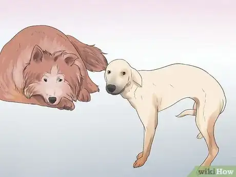 Image intitulée Rehabilitate an Overly Shy Dog Step 2
